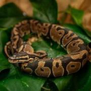 A ball python curls up in the Leinwand lab